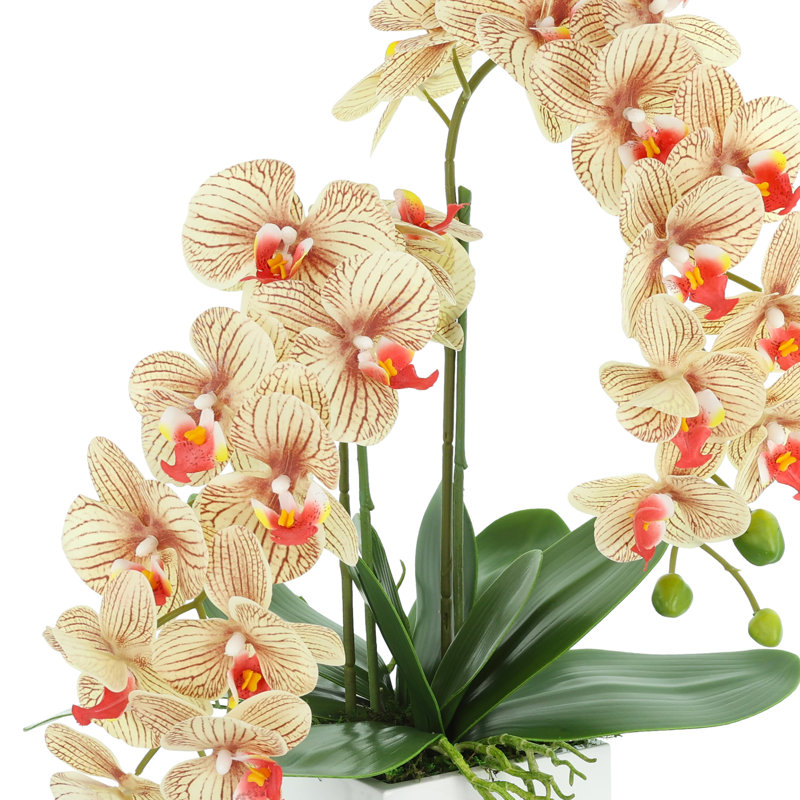 Orchid Arrangement in Square Fiberstone Pot, Brown/Beige/Orange