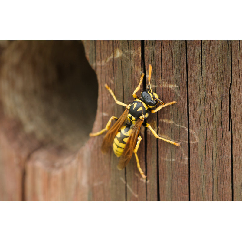 «European Paper Wasp» par Joaquimfp - Photographie sur toile tendue, L 12 po x H 8 po