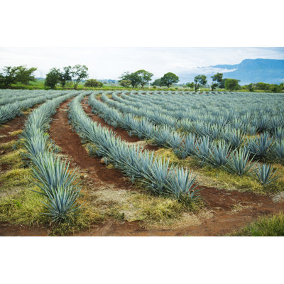 Tequila Landscape by Camaralenta - Wrapped Canvas Print