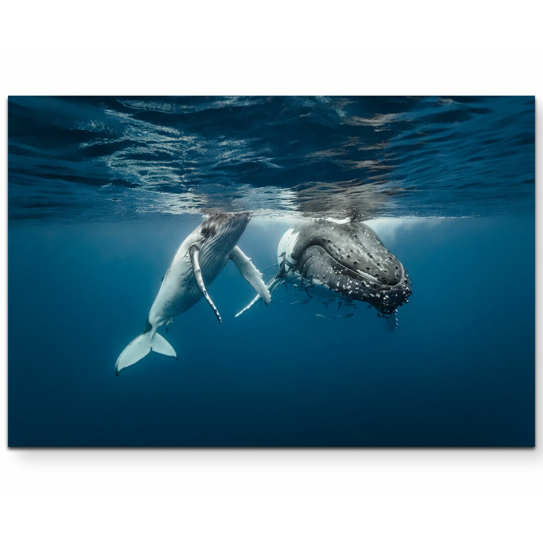 Leinwandbild Buckelwale in kristallklarem Wasser