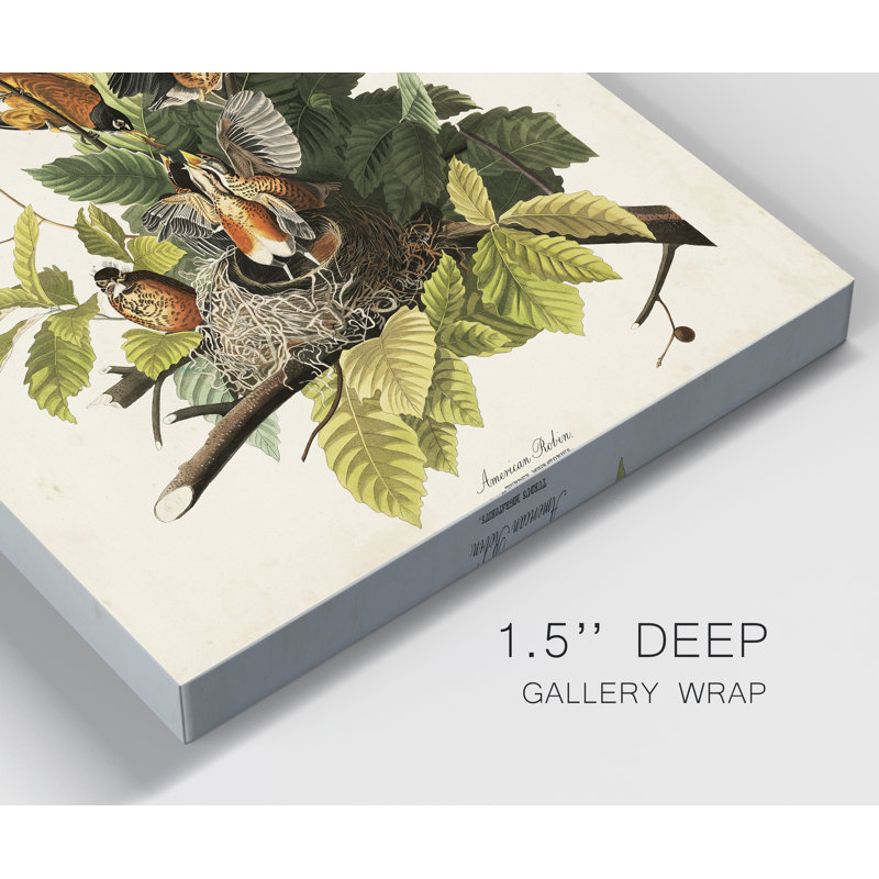 Pl 131 American Robin - reproduction sur toile tendue, H 36 po x l 24 po x P 1 po