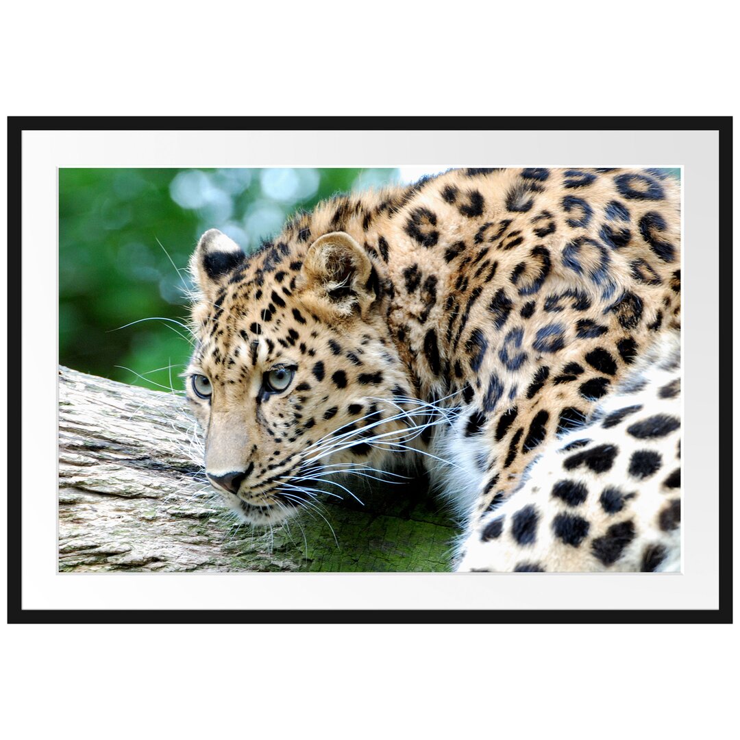 Gerahmtes Poster Aufmerksamer Leopard auf Baumstamm