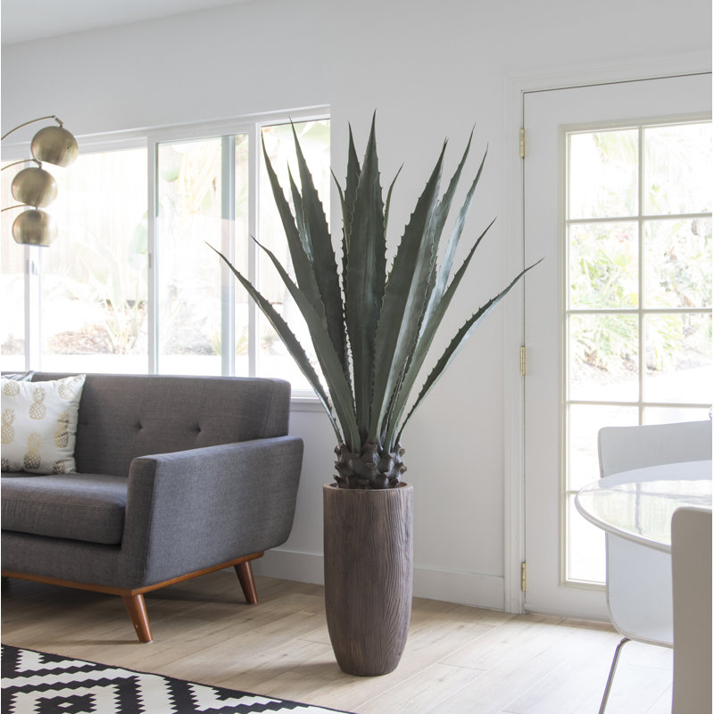 Agave d'intérieur / extérieur Panama en pot, H 65,25 po x l 36 po x P 36 po, Vert foncé