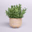 Eucalyptus artificiel 4,5 po en pot