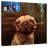Ketti Uptown Pug-109229822