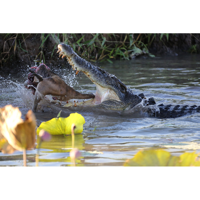 Crocodile In The Water Eating Kangaroo by Jamesbowyer - No Frame Print on Canvas, 81cm H x 122cm W