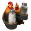Poulet coq et poule