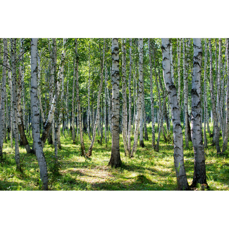 Forêt de bouleaux au printemps par Hudiemm, H 32 po x l 48 po