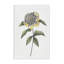Camellia Flower Illustration Canvas, design by Cecilia Battaini-117906870