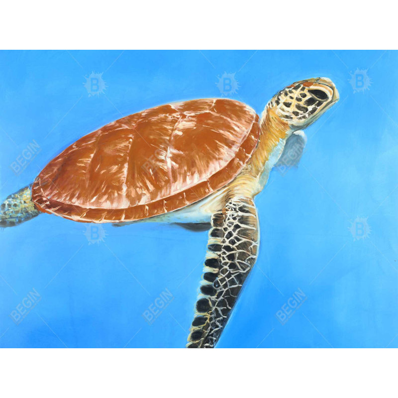 Green Aquatic Turtle - Blue Bedroom Framed Canvas Decor