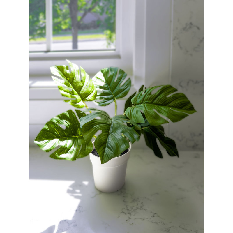 Monstera 12 po