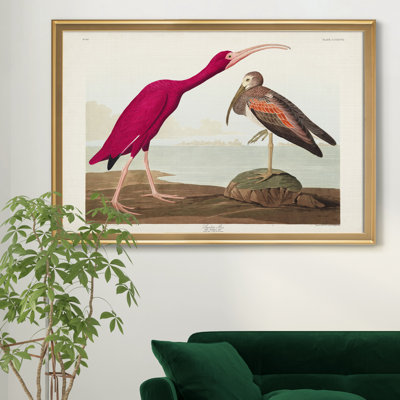 " Scarlet Ibis "