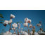 Timeless 13'' Extra Firm Innerspring Two-Sided Mattress