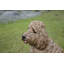 Statue cockapoo assis-44488700