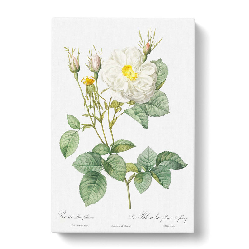 White Rose Of York by Pierre-Joseph Redoute - Wrapped Canvas Painting, 60cm H x 40cm W x 3cm D