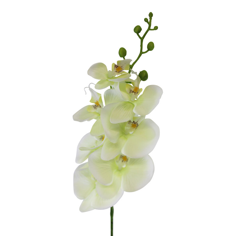 Orchid Arrangement, Cream