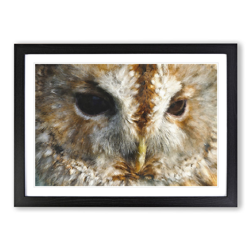 Tawny Owl Vol.2 - Picture Frame Graphic Art, 48cm H x 65cm W x 2cm D, Black