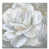 Wrapped Canvas