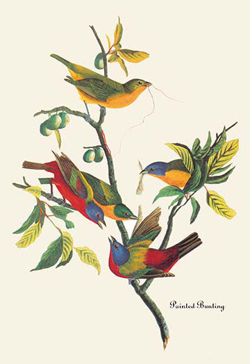 « painted bunting » par john james audubon, reproduction d’art