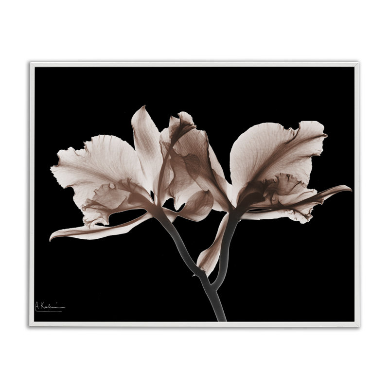 Orchidées moka sur fond noir, estampe numérique, conception par Albert Koetsier, H 24 po x l 30 po