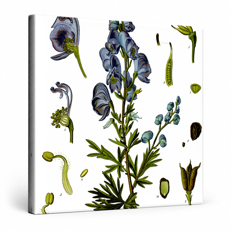 Aconitum napellus (Monksness) - Medizinal-Pflanzen de Kohn (1887) - art mural carré sur toile, 12" W x 12" H