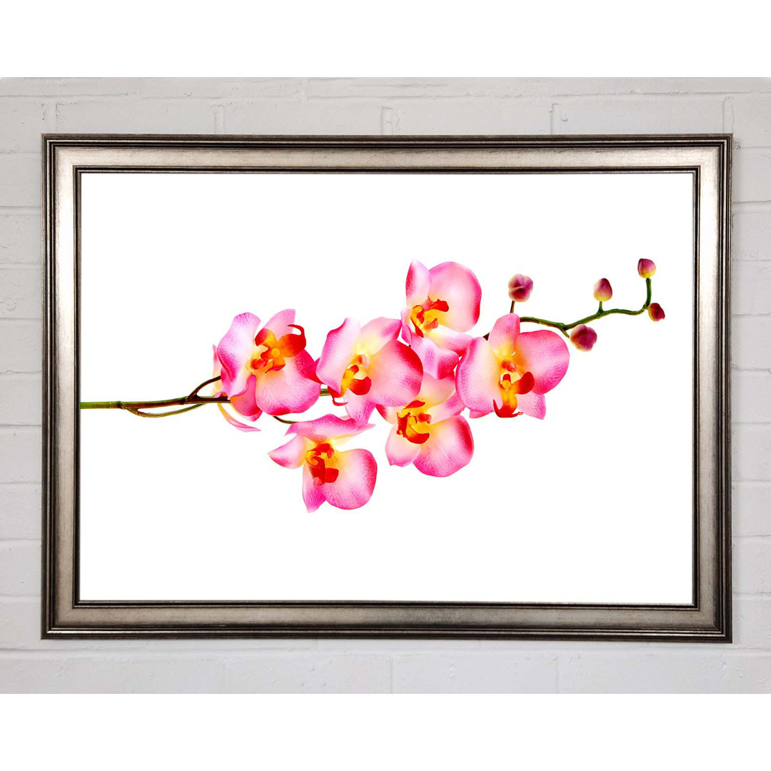 Orchid Stem Beauty - Einzelner Bilderrahmen Kunstdrucke