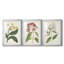 Antique Botanical Collection X - reproduction sur mesure encadrée de qualité supérieure - 3 pièces-1497497492-1497497494