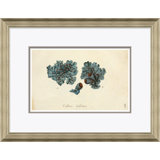 Blue Coral Giclee Print by Paul Cezanne