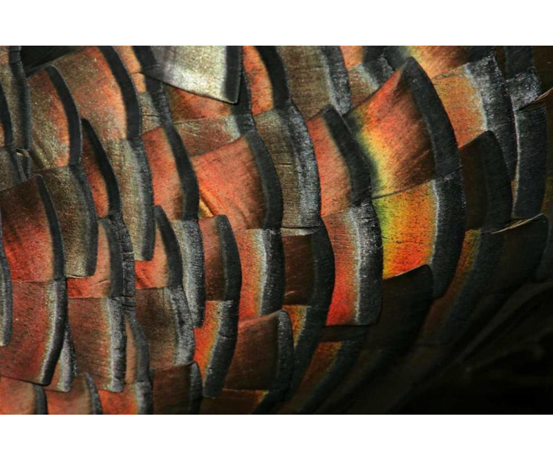 «Red Barrel Studio®» par Morris, art sur toile tendue par Arthur Gallery, Texas, plume de dinde sauvage Hidalgo Co
