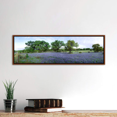 " Field Of Bluebonnets, Hill County, Texas, USA "