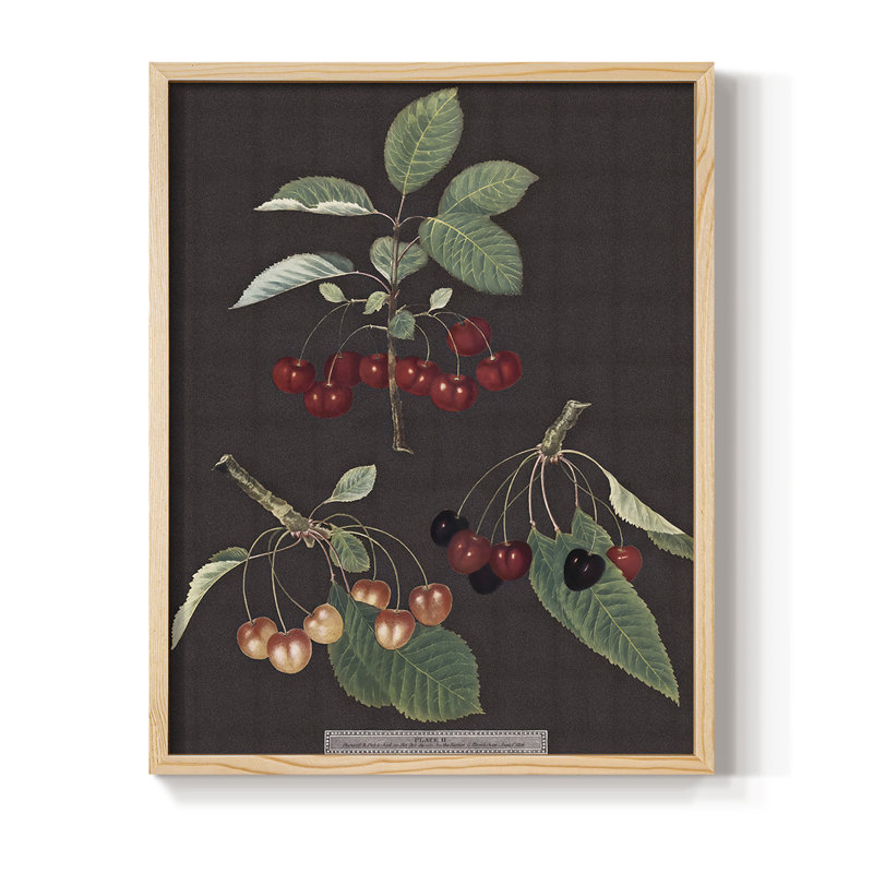 Brookshaw Cherries, reproduction encadrée - bois massif, H 15 po x l 12 po