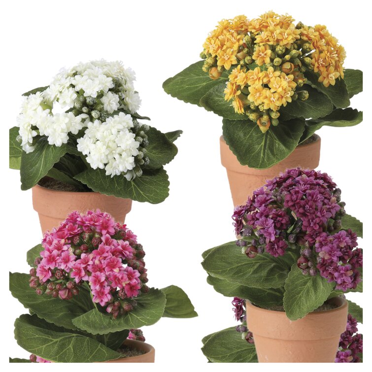 August Grove® Mixed Arrangement in Pot & Reviews