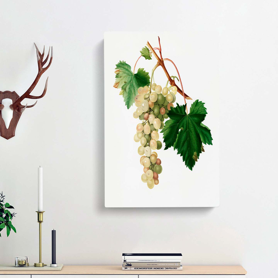 Muscat Grapes by Giorgio Gallesio - Wrapped Canvas