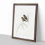 White-Breasted Finch by Elizabeth Gould - Picture Frame Painting Print-55611964-55611968