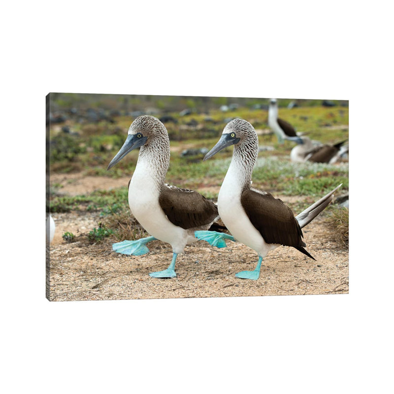 Blue-Footed Booby Pair In Courtship Dance, Santa Cruz Island, Galapagos Islands, Ecuador by Tui De Roy - Wrapped Canvas Print