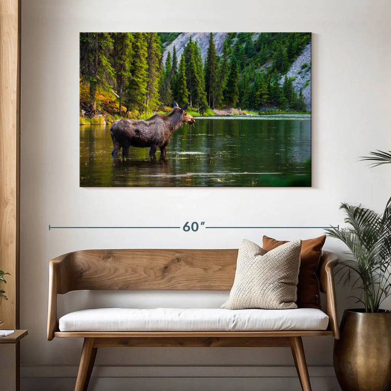 Brampt Bathing Alaskan Moose, H 32 po x l 48 po