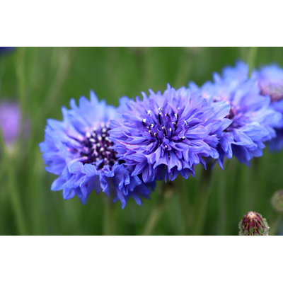 Cocamo Centaurea Cyanus - Wrapped Canvas Print