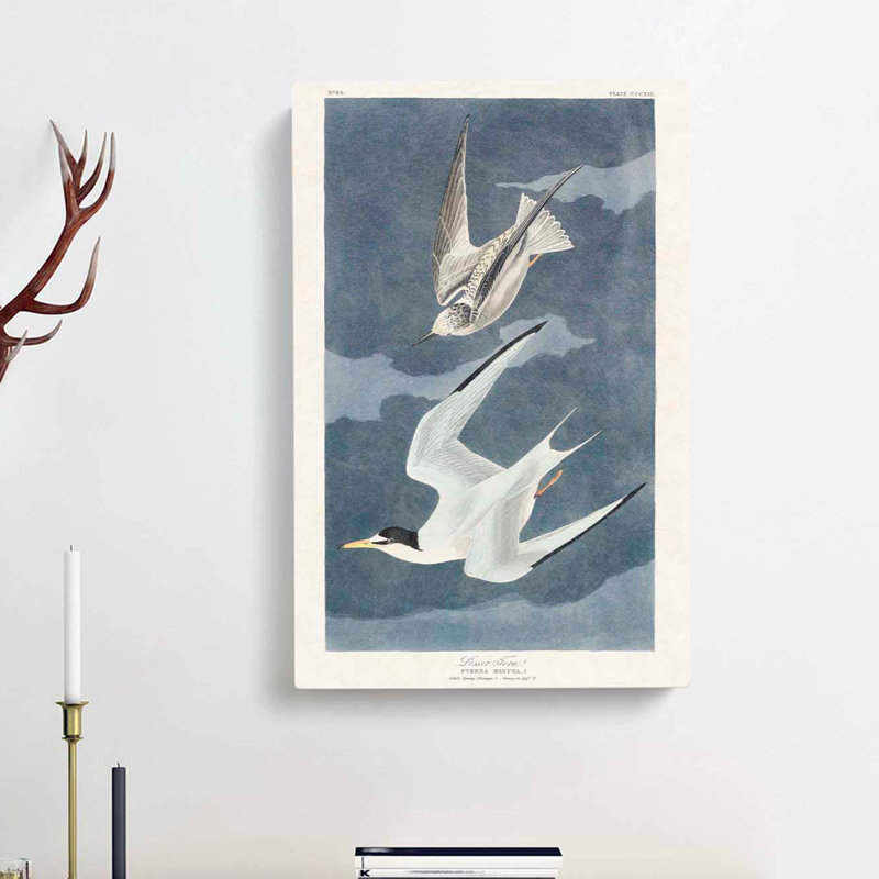 Lesser Tern Birds by John Audubon - Wrapped Canvas Painting, 50cm H x 35cm W x 3cm D