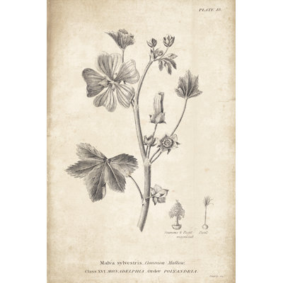 Conversations on Botany 07 by Wild Apple Portfolio - Drawing Print