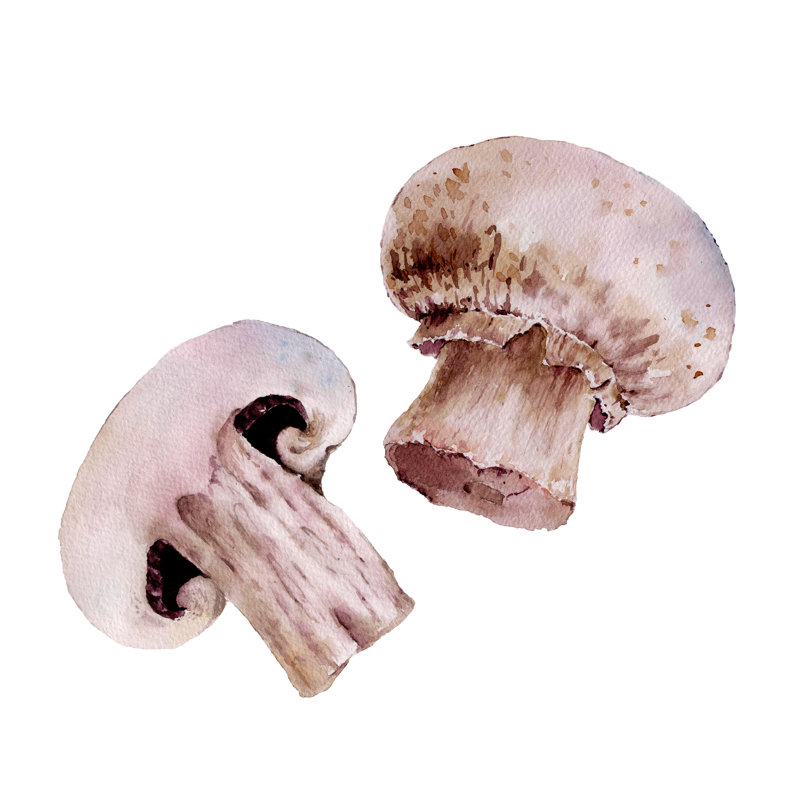 Champignon, champignons par Rina_Ro - peinture sur toile tendue, L 20 po x H 20 po