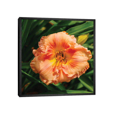 Daylily Garden VII by Bethany Young - Print on Canvas