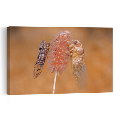 Cicada Emergence Delicate Contemporary Animal Nature Wall Art Print 1 Piece Wrapped Canvas Wall Art