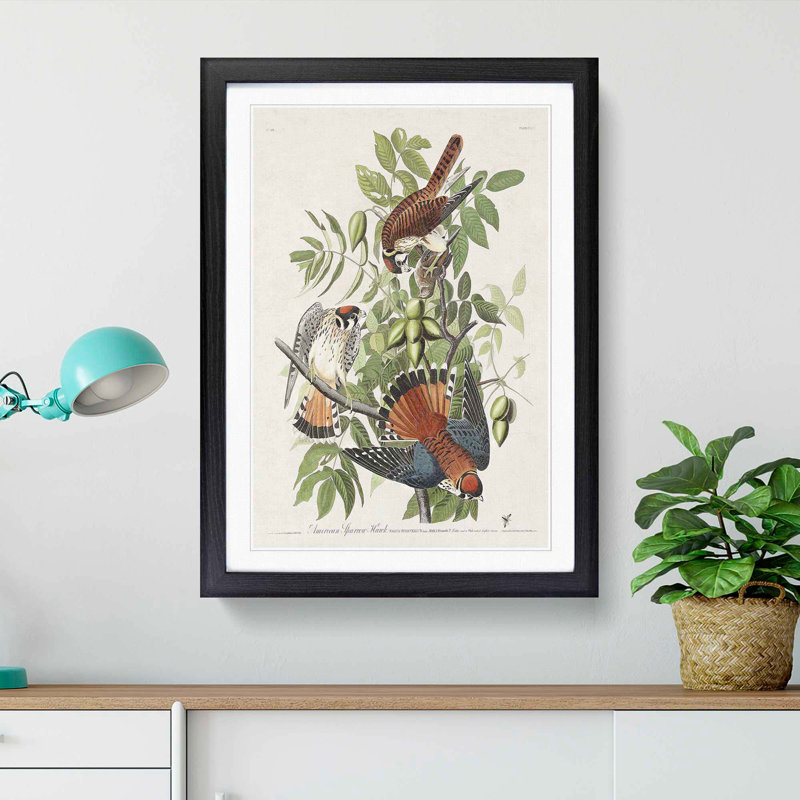 American Sparrow Hawks by John Audubon - Framed Print, Black Framed, 63cm H x 45cm W x 2cm D