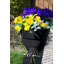 Pot à fleurs en plastique Dalisha-2116642471