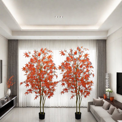 Annaclaire Plant
