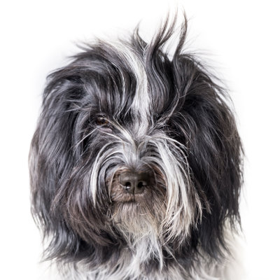 Schapendoes Dog - Photographie sur toile tendue