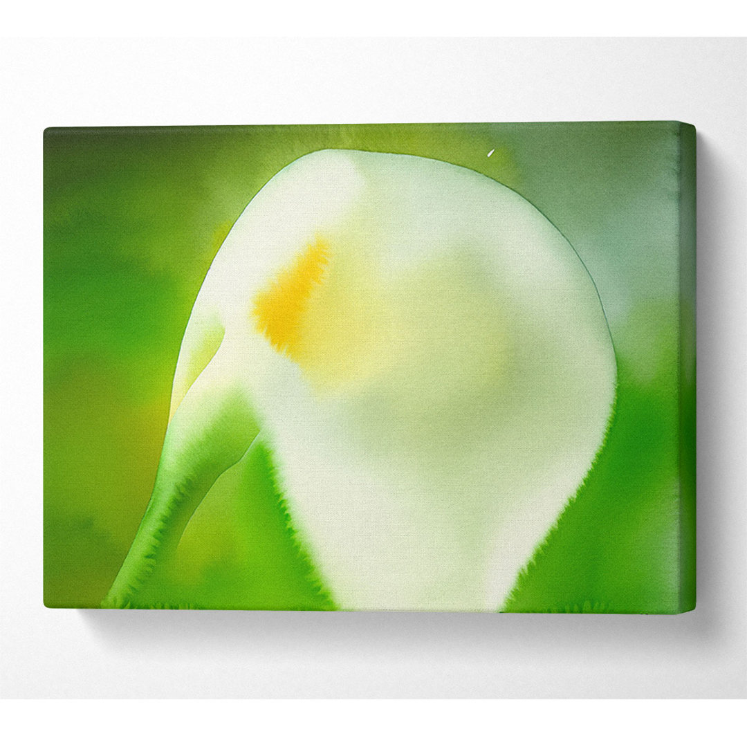 Einzelne weiße Calla Lily - Druck