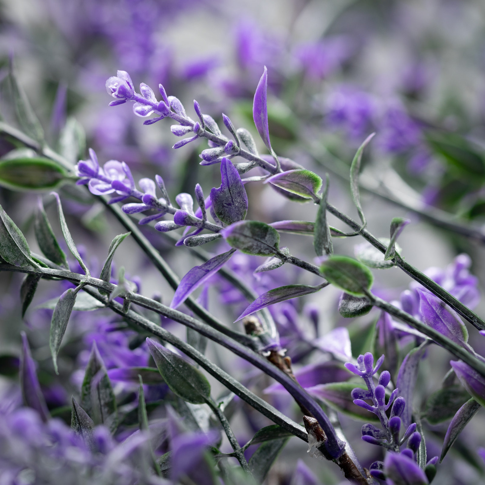 Valdes Lavender Stems