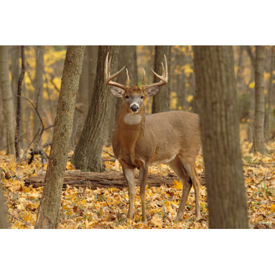 " Forest Buck "