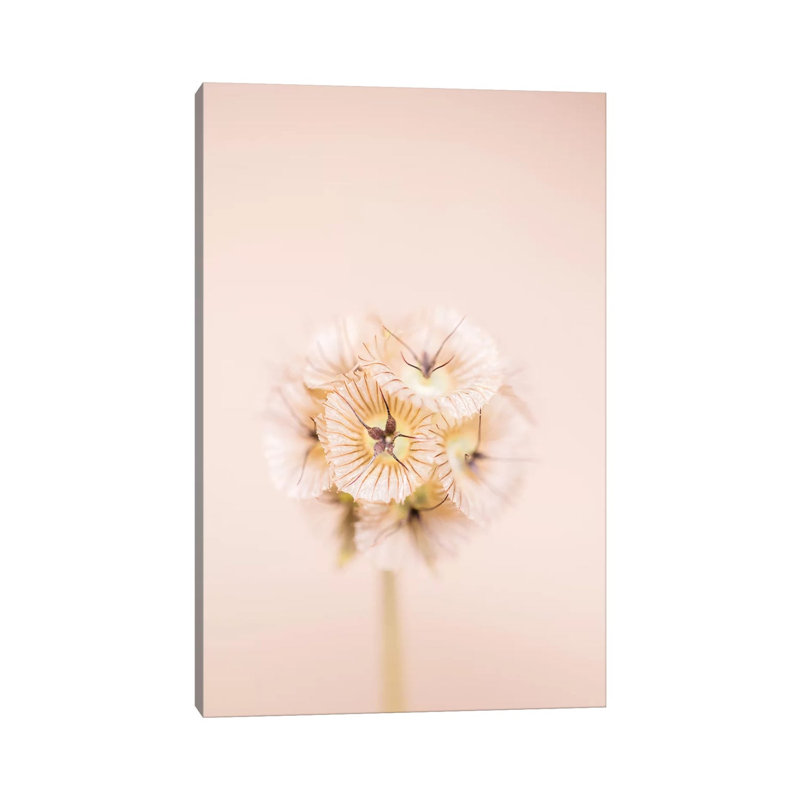 Bleach Blonde II 1 Piece Wall Art on Canvas, 20.32 cm H x 30.48 cm W, Canvas